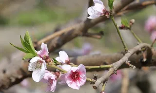 春天的桃花图片