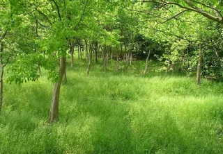 春天野外森林花草树木摄影图片