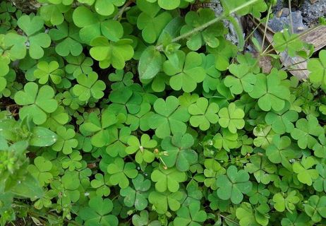 高清四叶草图片