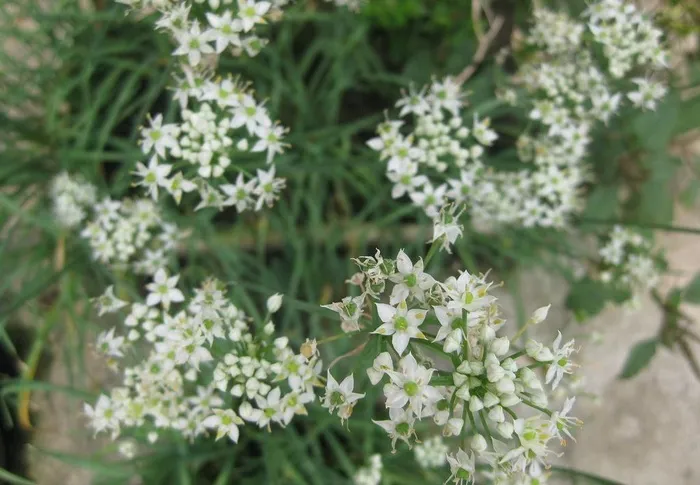 韭菜花图片