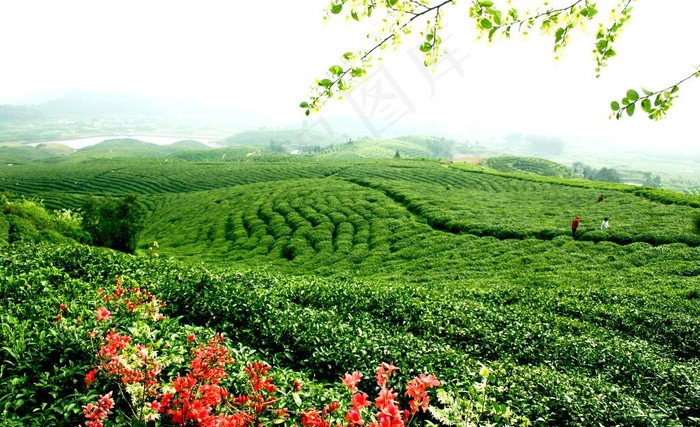茶园图片