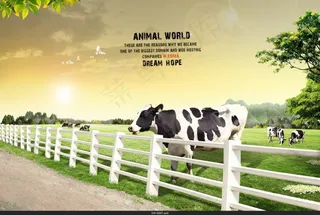 韩国高清素材奶牛