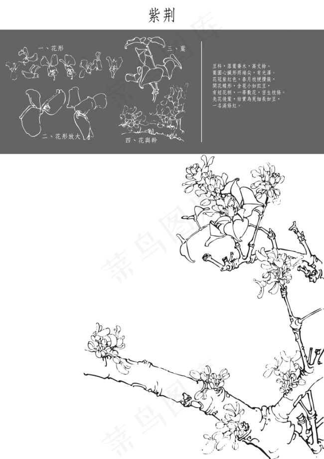 紫荆花工笔矢量图eps,ai矢量模版下载