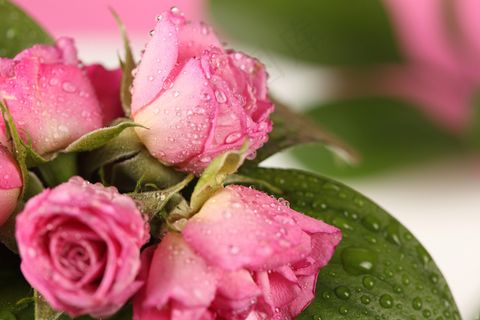 粉色玫瑰花静物设计素材 粉色玫瑰花静物设计素材