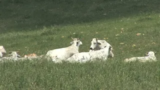 翁布里亚白色的奶牛在牧场2股票的录...