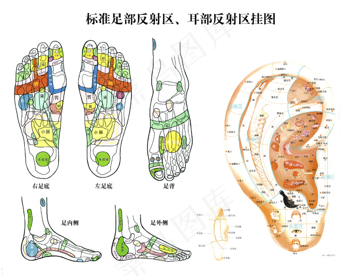 标准足部挂图图片