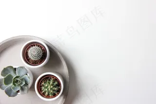 简约小清新文艺风插花静物摆拍背景