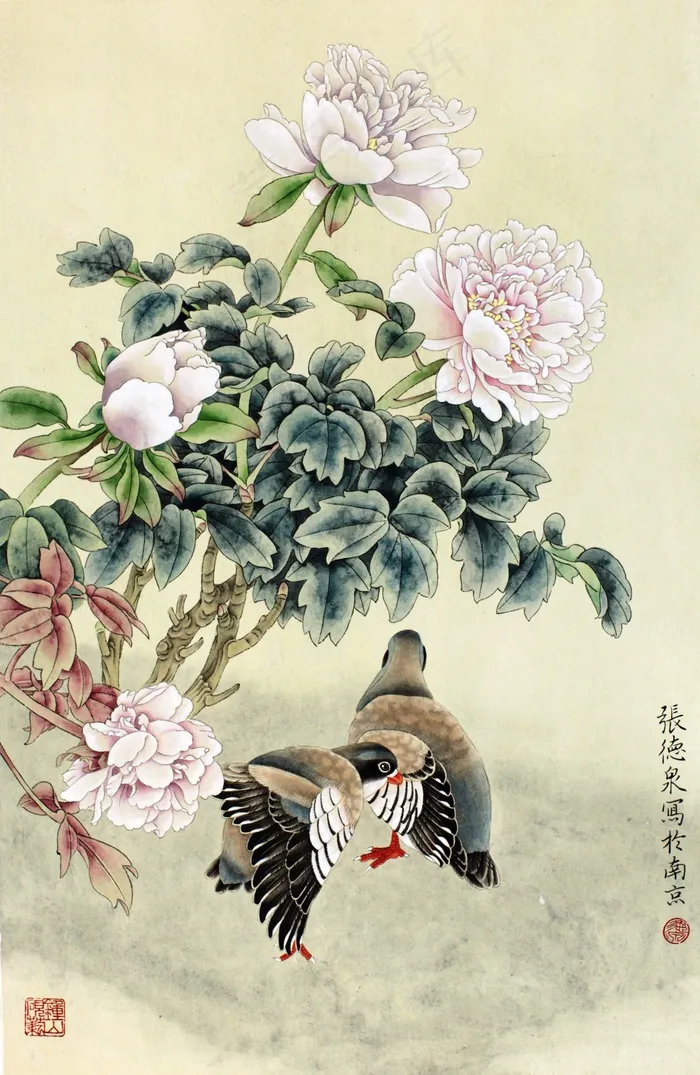 牡丹图片