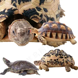 乌龟海龟动物图片素材PSD分层文件