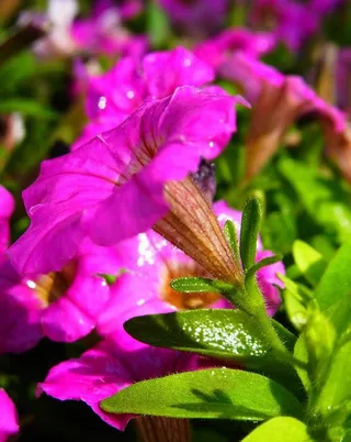 紫色喇叭花图片