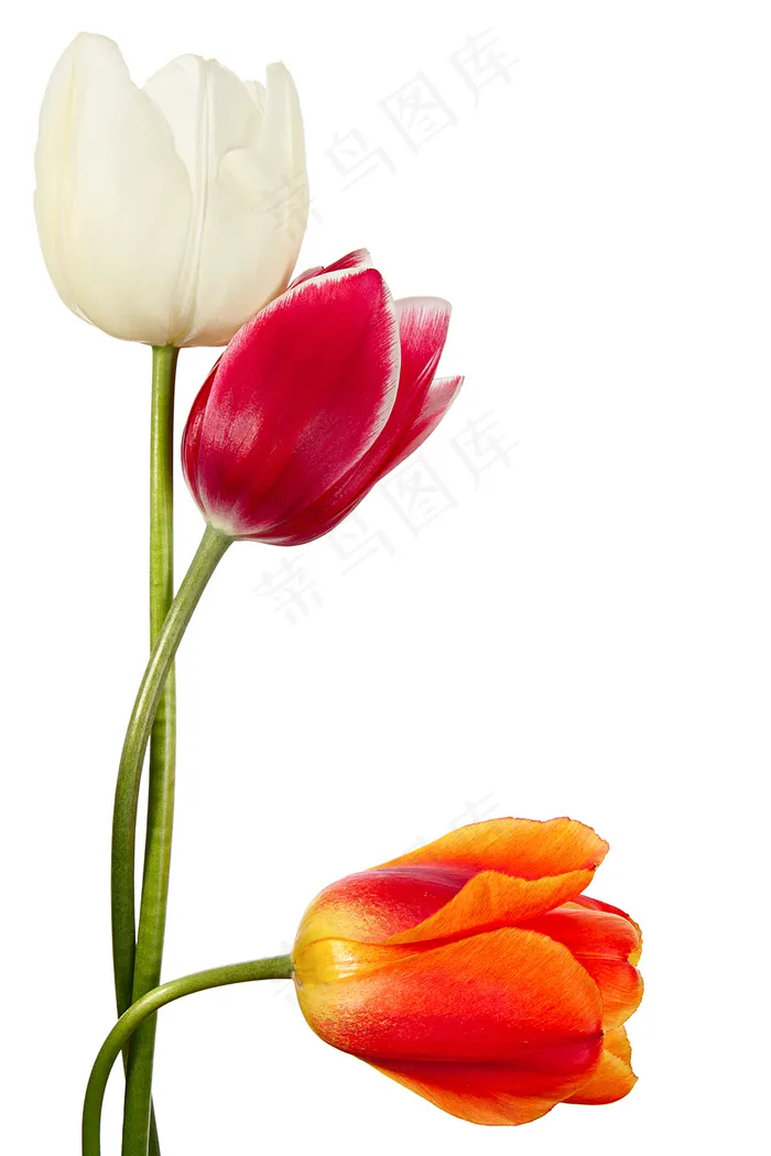 郁金香花束背景图