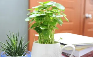 办公室盆栽图片