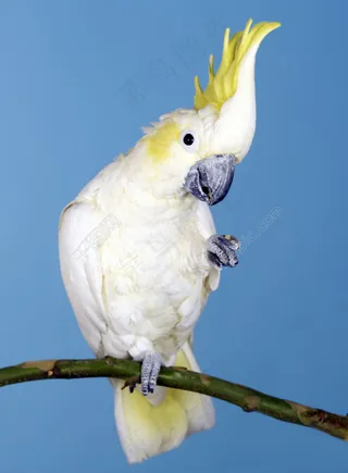 站在树枝上的白色鹦鹉图片