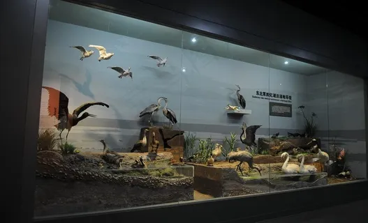 湖泊湿地景观图片