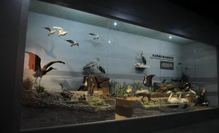 湖泊湿地景观图片