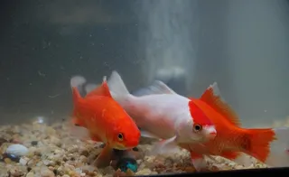 金鱼小鲤鱼图片