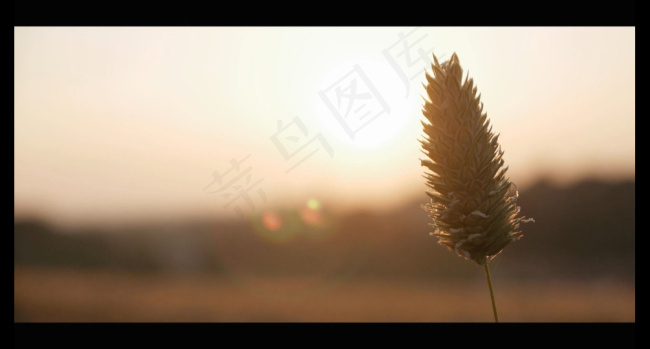 茅草高清视频素材