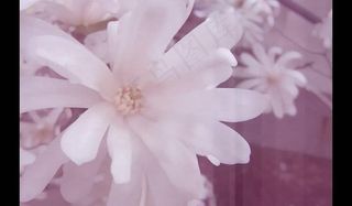 婚礼视频素材图片