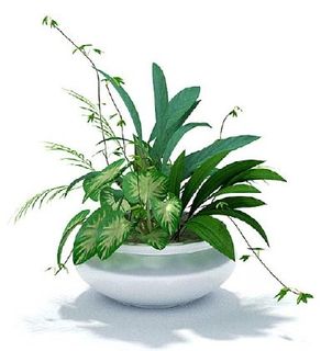 植物国外精品素材装饰素材免费下载装...