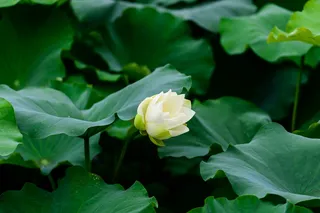 荷花池荷塘荷花盛开白色荷花高清摄影...