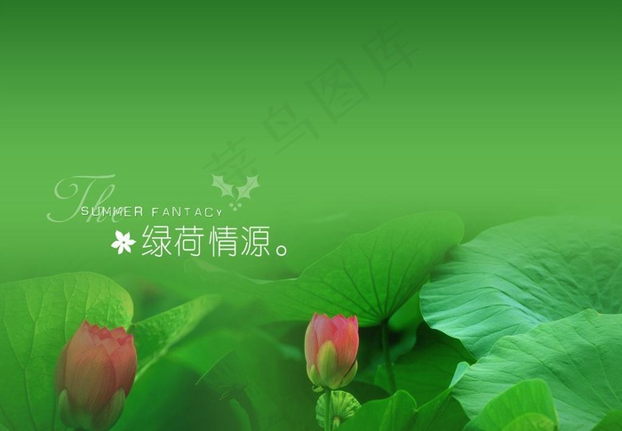 绿荷图片