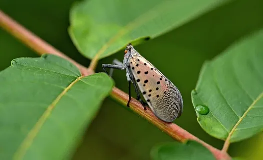 绿色摄影作品图片 绿色摄影作品图片