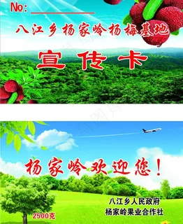 杨梅名片图片 杨梅名片图片