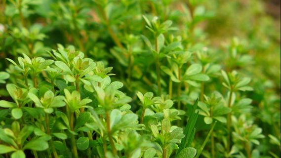 清新绿色小草风景图片