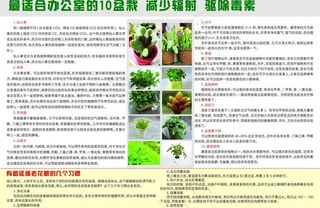 办公室10种盆栽图片