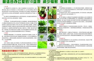 办公室10种盆栽图片