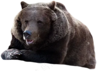 灰熊图片免抠png透明图层素材