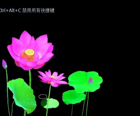 红色荷花