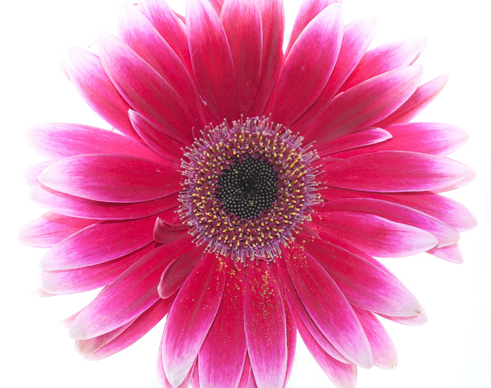 粉色非洲菊雏菊特写