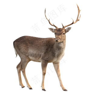 鹿免抠素材