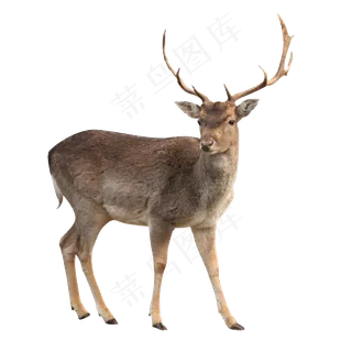 鹿免抠素材
