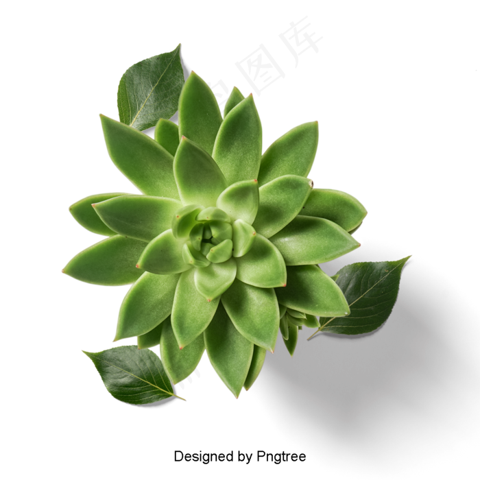 新鲜多肉盆栽植物新鲜多肉盆栽植物