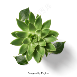 新鲜多肉盆栽植物新鲜多肉盆栽植物