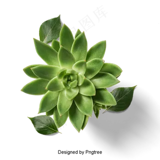 新鲜多肉盆栽植物新鲜多肉盆栽植物