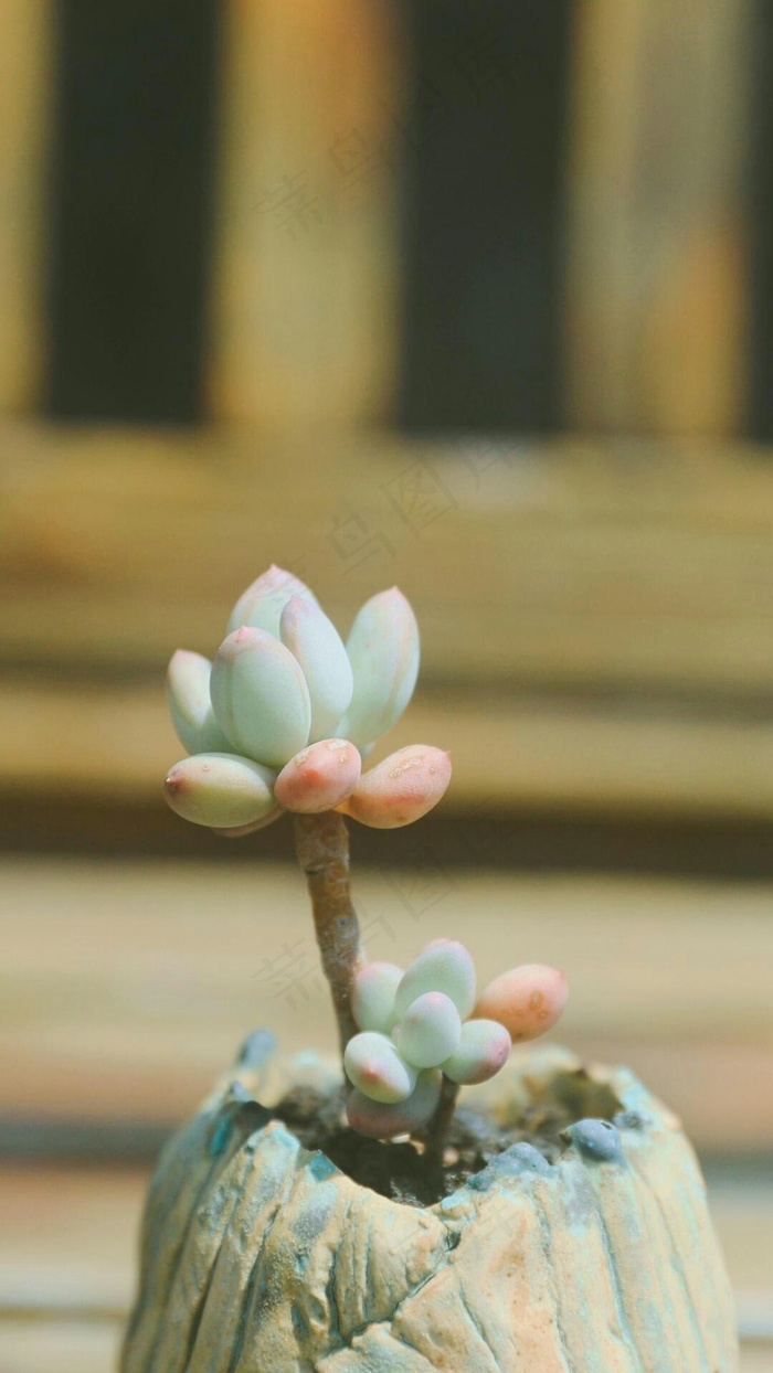 花高清摄影图片5