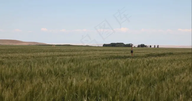 大片西部小麦地