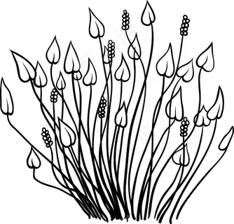 向量的热带植物