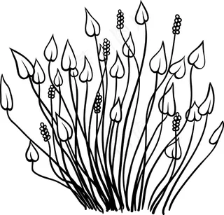 向量的热带植物