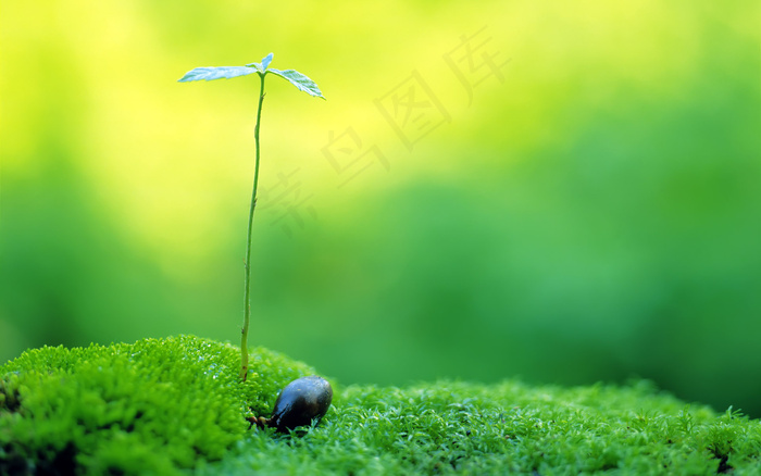 春天 生命 希望 发芽 嫩芽 绿芽