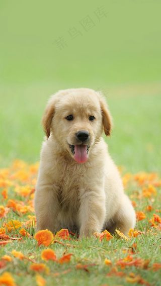 草地上的小狗高清摄影图片