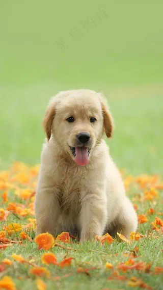 草地上的小狗高清摄影图片