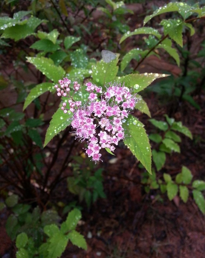 雨后花朵图片
