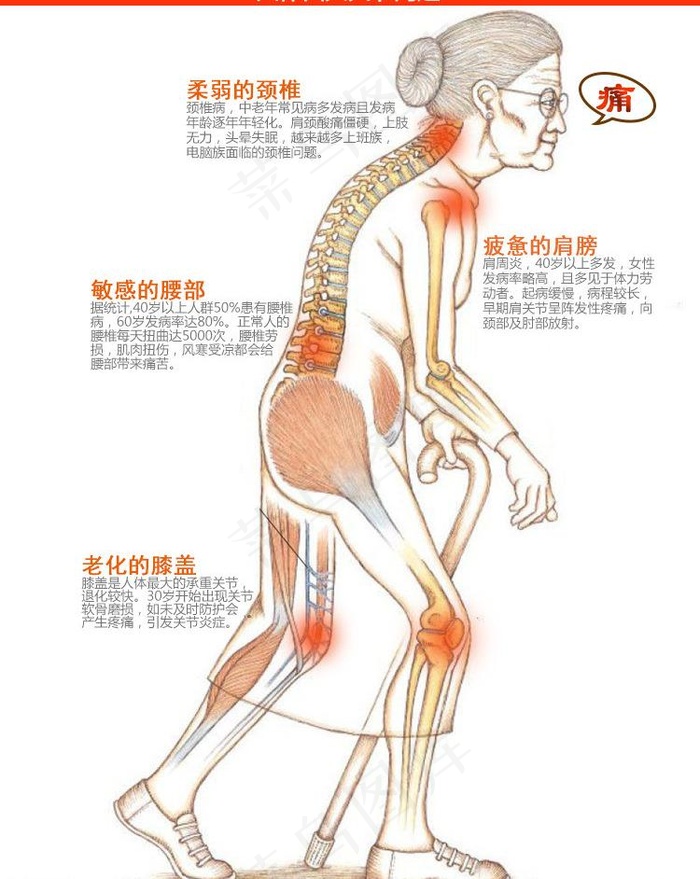 人体关节骨骼透视图图片psd模版下载