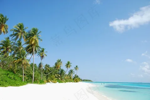棕榈树的海滩天堂 棕榈树的海滩天堂