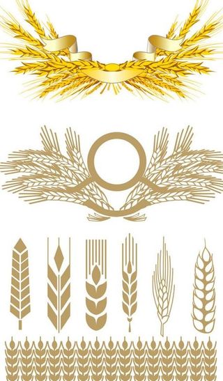 麦穗矢量素材图片