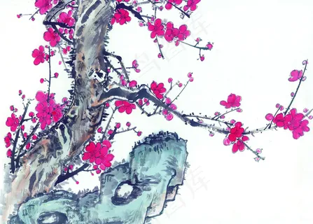 岩石梅花 岩石梅花